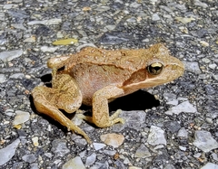 Rana amurensis