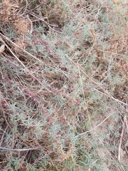 Camphorosma monspeliaca