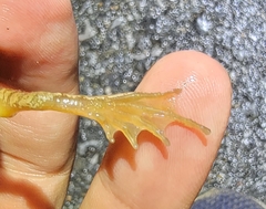 Rana amurensis