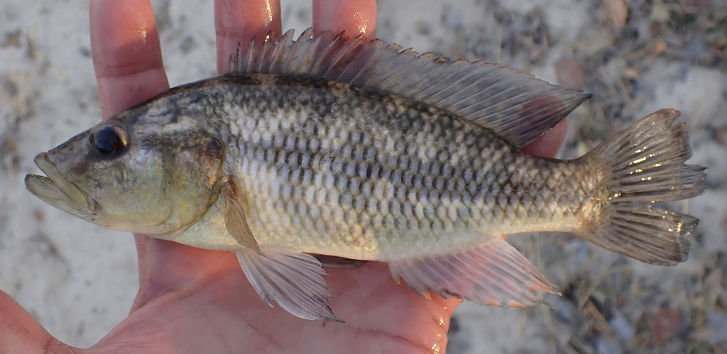 Purpleface largemouth (Serranochromis macrocephalus) — Cichlidae