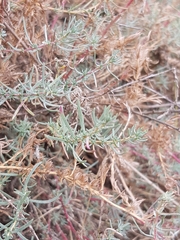 Camphorosma monspeliaca