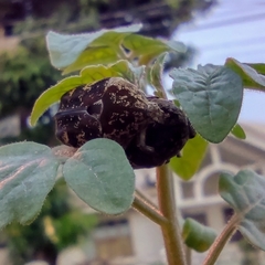 Protaetia fusca