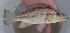 Serranochromis macrocephalus