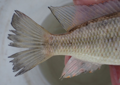 Serranochromis macrocephalus