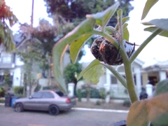 Protaetia fusca