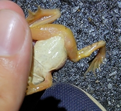 Rana amurensis