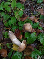 Leccinum variicolor
