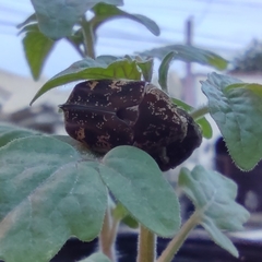 Protaetia fusca