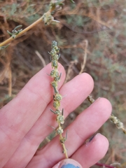 Camphorosma monspeliaca