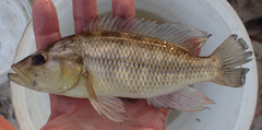 Serranochromis macrocephalus