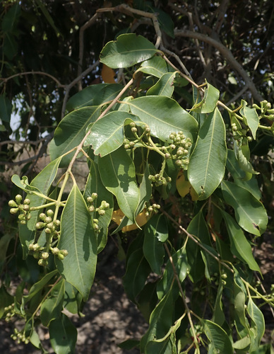 Syzygium guineense image