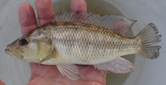 Serranochromis macrocephalus