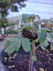 Protaetia fusca