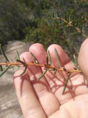 Hakea teretifolia