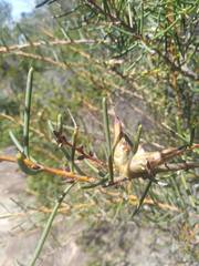 Hakea teretifolia