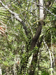 Freycinetia scandens