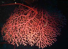 Chironephthya