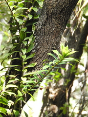 Freycinetia scandens
