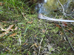 Lobelia quadrangularis