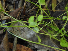 Lobelia quadrangularis
