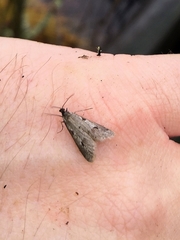 Exapate congelatella