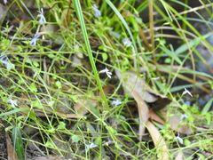 Lobelia quadrangularis