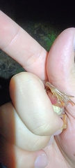 Rana dybowskii