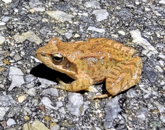 Rana amurensis