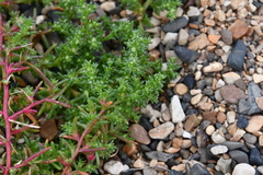 Salsola komarovii