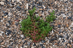 Salsola komarovii
