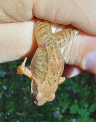 Rana amurensis