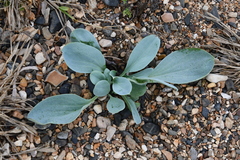 Mertensia simplicissima