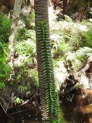 Freycinetia scandens