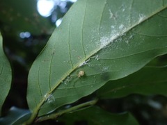 Chrysso lingchuanensis