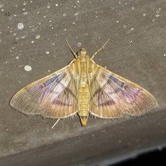 Arthromastix lauralis