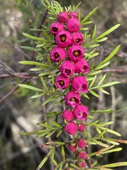 Boronia molloyae