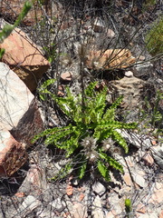 Berkheya carlinoides