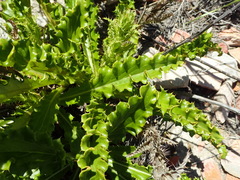 Berkheya carlinoides
