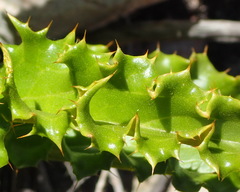 Berkheya carlinoides