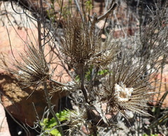Berkheya carlinoides