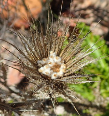 Berkheya carlinoides