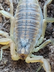 Occitanus