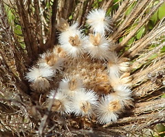 Berkheya carlinoides
