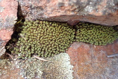 Trichostomum brachydontium