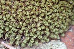 Trichostomum brachydontium