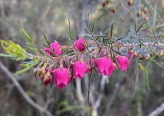 Boronia molloyae
