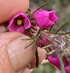 Boronia molloyae