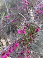 Boronia molloyae