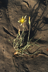 Tragopogon graminifolius