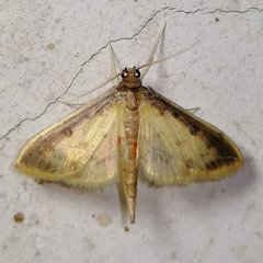 Eulepte